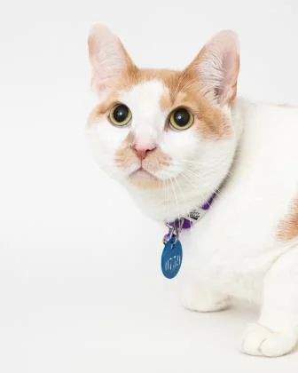 Sebastian is a shorthair cat whose playful personality makes him almost dog-like.