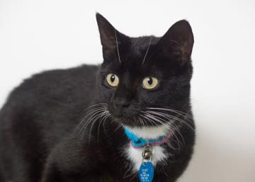 Tee enjoys both attention and independence. A playful and easygoing gal.