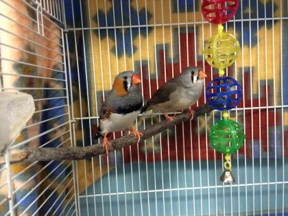 This lovestruck Romeo (and Juliette) are a bonded pair of purebred finches.