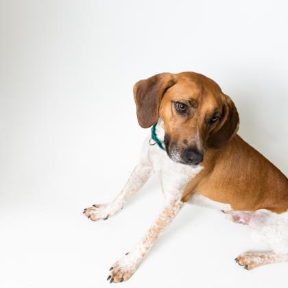 Tucker 's a coonhound, an outdoor country boy in need of love and special attention (but he likes his privacy during mealtimes).