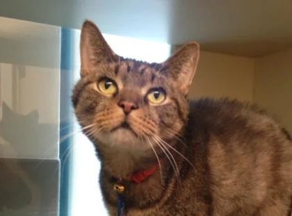 Meet Jack Storm . He has FIV (feline immunodeficiency virus), so he needs some extra TLC.