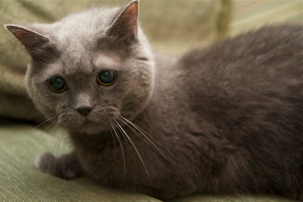 The cat formerly known as Salem. 