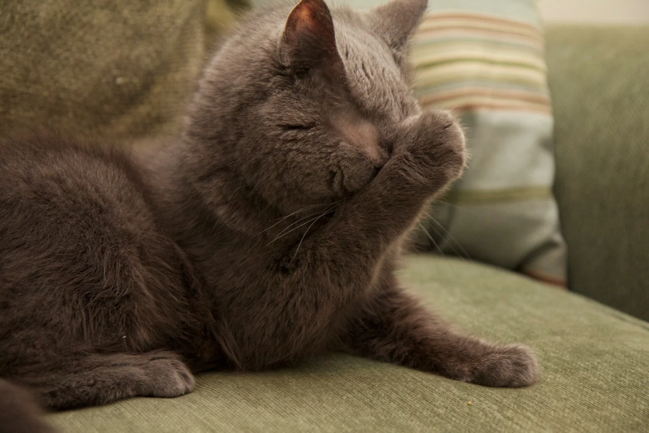 Face/paw