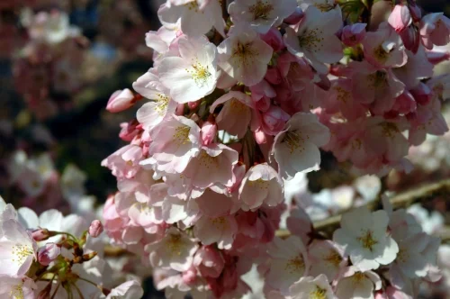 Photo credit: National Cherry Blossom Festival