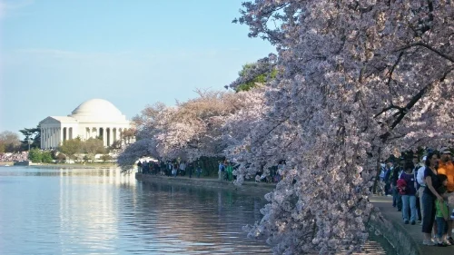 Photo credit: National Cherry Blossom Festival