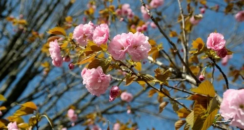 Image by Casey Trees