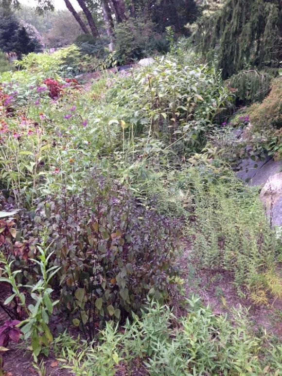 Rainscape garden in Brookside Garden, Wheaton/Silver Spring/Photo by Holly Leber