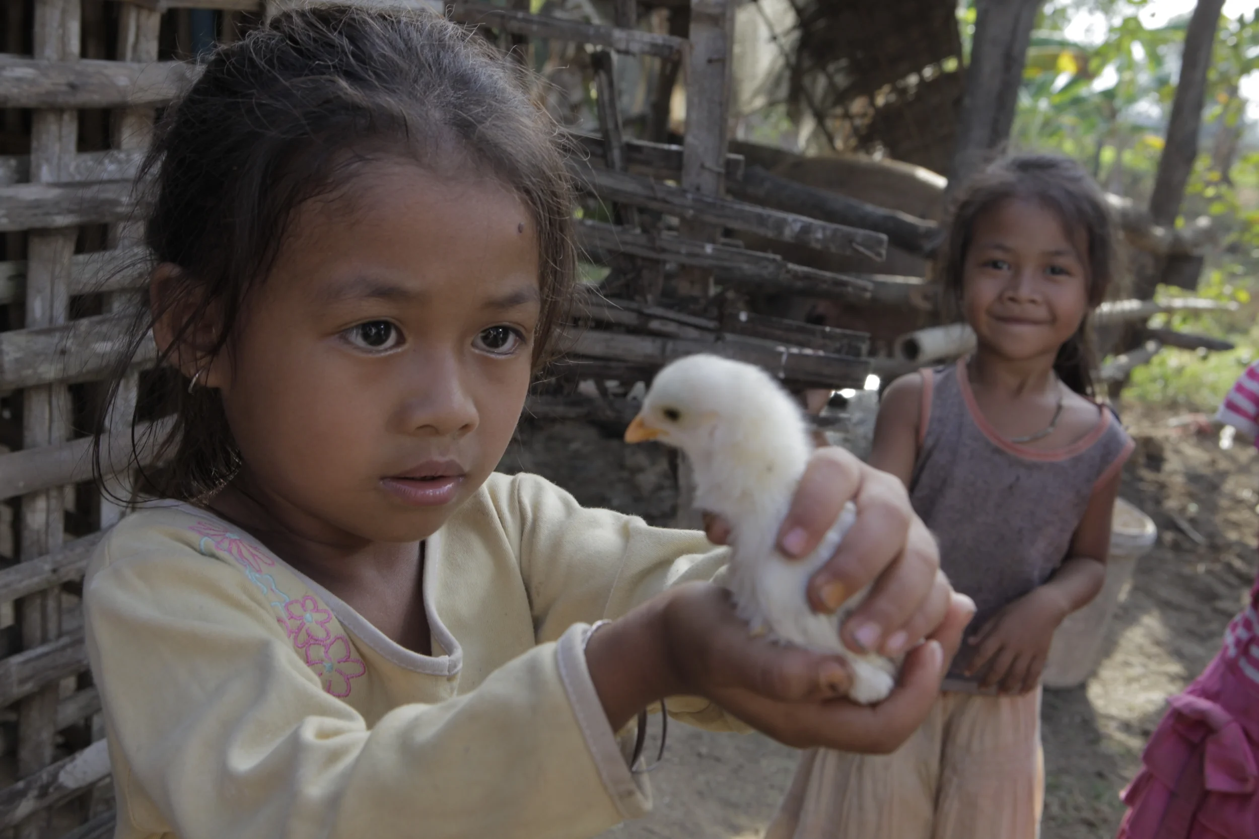 A flock of chicks can produce enough eggs to sustain a family /Source: Green Joyment