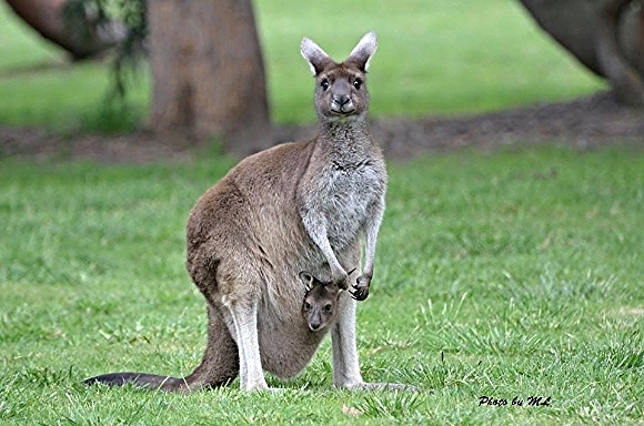 Kangaroos are a marsupial mammal. They have short gestation periods and pouches, in which the babies are nourished and developed. A famous literary marsupial pair are mother and son Kanga and Roo from A.A. Milne's "Winnie the Pooh" books.