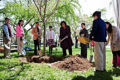 First Lady Michelle Obama plants a tree at the centennial Cherry Blossom Festival in 2012. Photo credit: whitehouse.gov