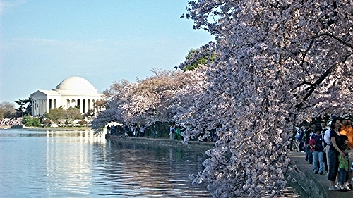 Photo credit: National Cherry Blossom Festival