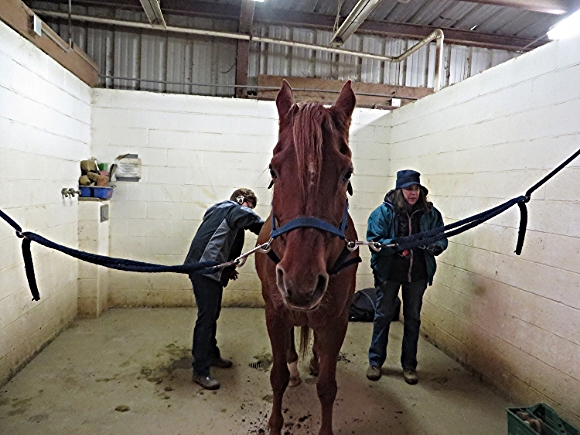 Volunteers Linda and Debbie brush Buttercup, a therapeutic riding horse