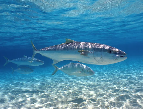 Kingfish.jpg