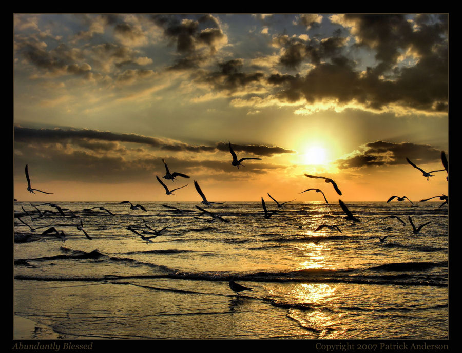 sea gulls.jpg