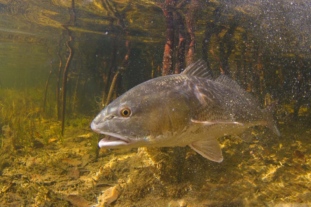 redfish-April-3.jpg