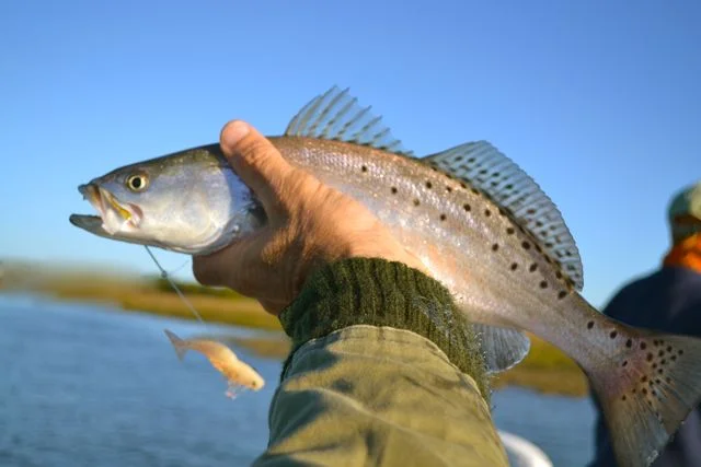 trout.jpg