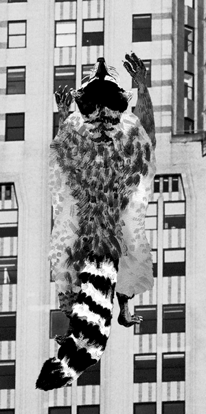 Raccoon climbing Chrystler