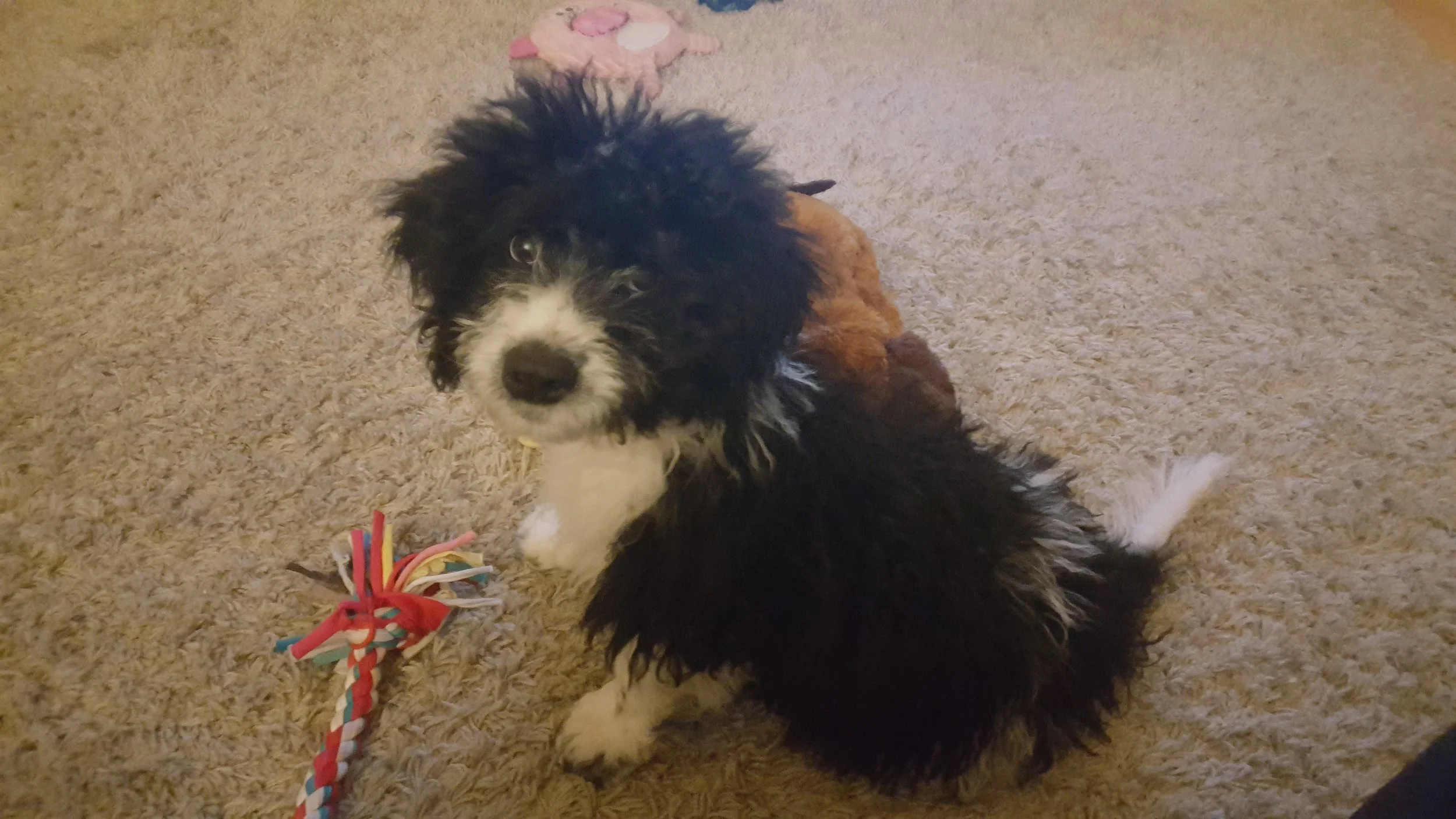 i hate walking my dog