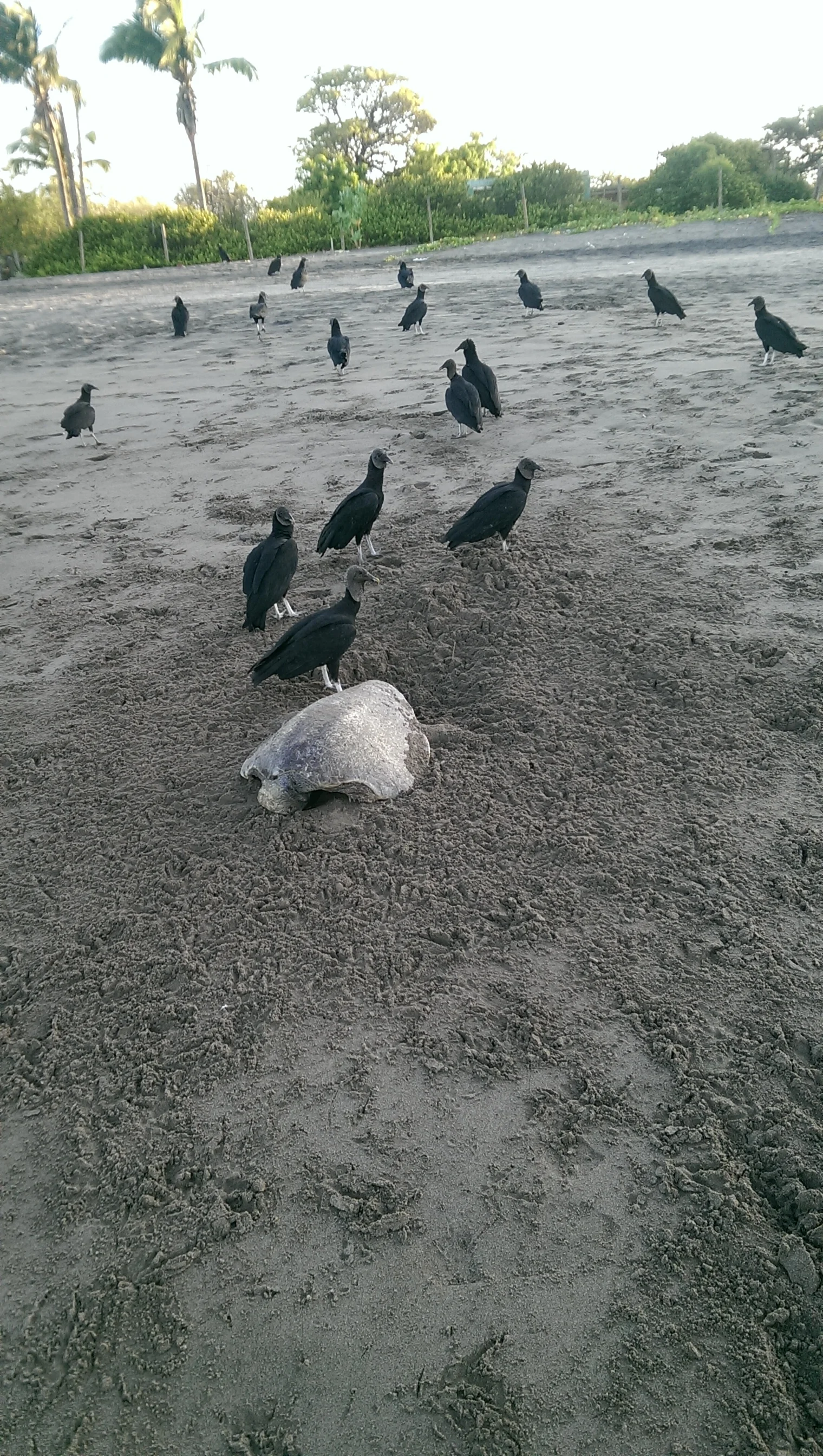 One less turtle...