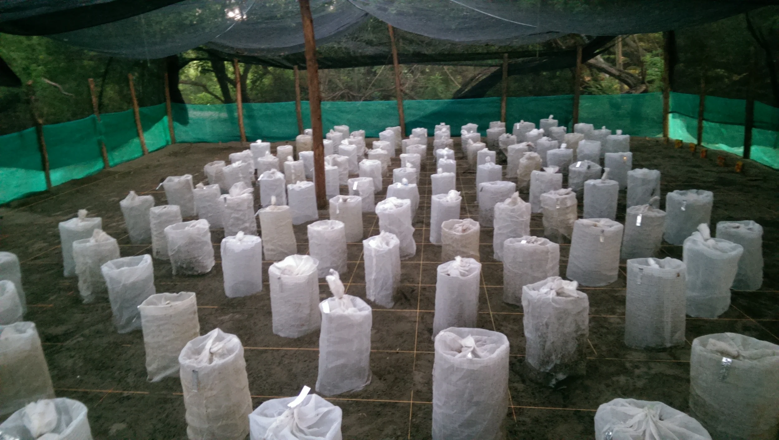 protecting turtle nests