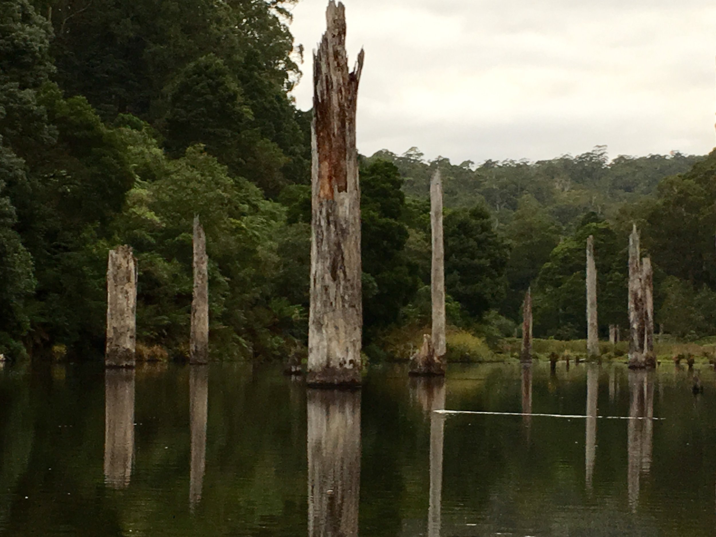That streak in the water is a platypus, promise