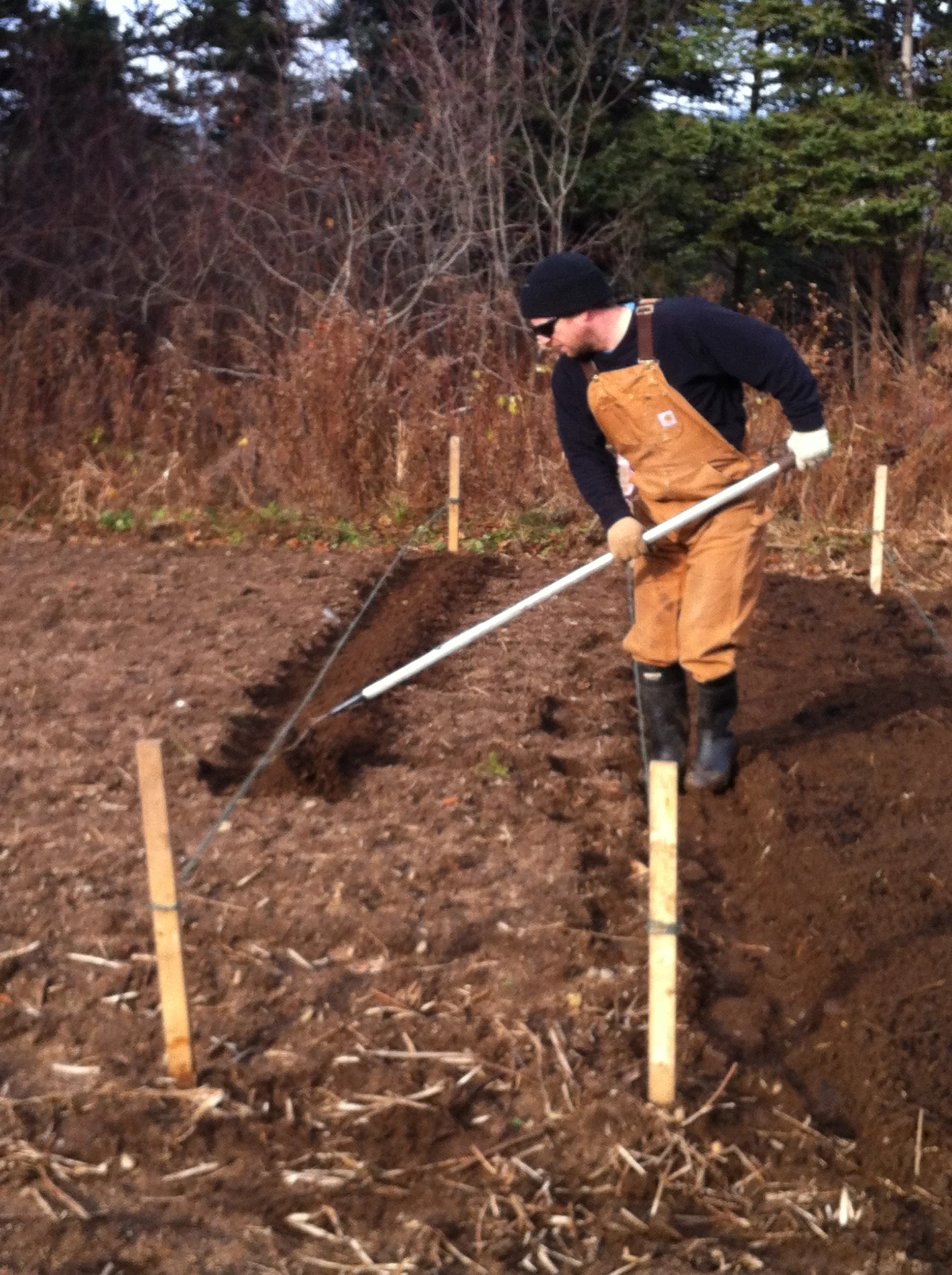 Erin preparing the fields for Garlic. 