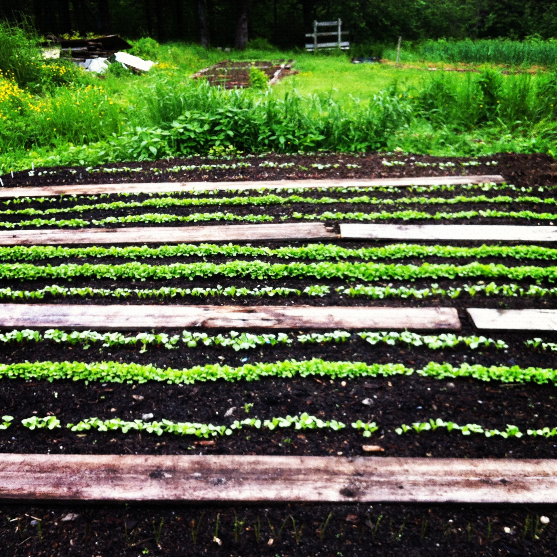 Salad Greens growing in the garden where once stood a 100 year old barn. 