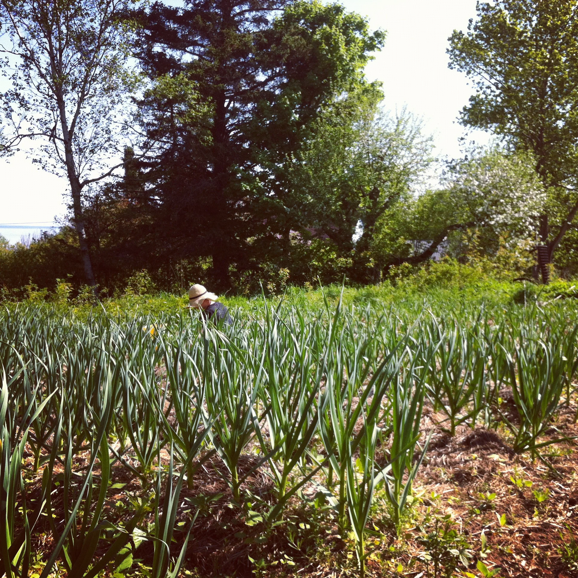 Chrissy weeding the garlic. 