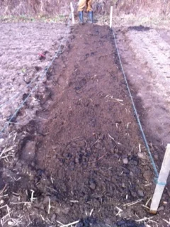 Preparing beds for the garlic. 