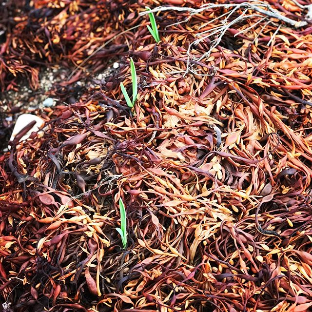 #Garlic popping up through the #seaweed. 
#seaweedmulch #nospray #hampton #novascotia #mulch #spring #softneckgarlic #growyourown #sustainablefood #vegetablegardening #garliclover #bayoffundy
