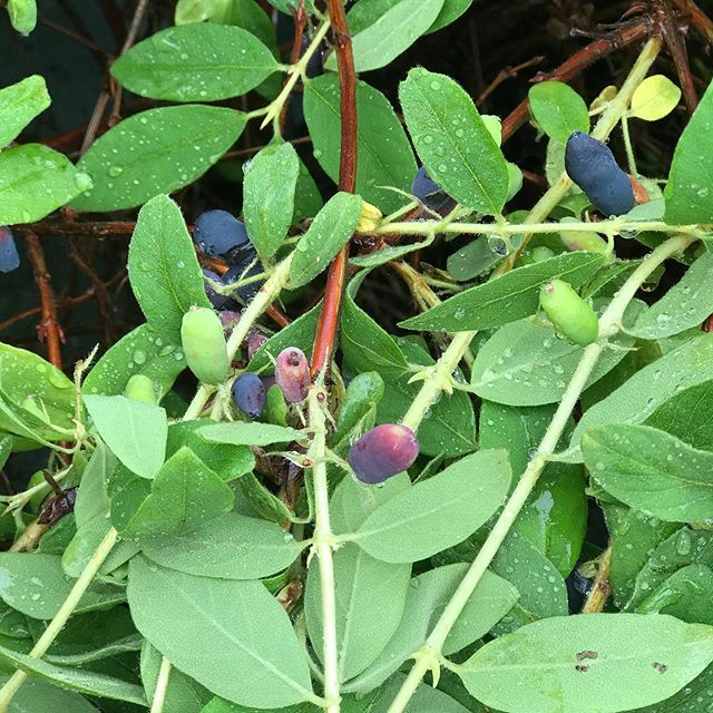 #Haskap Berries are looking the best yet! 3 varieties on 100 bushes. My helpers did a good job picking today. 
#nospray #haskapberry #haskapns #hamptonns #haskapberries #growingfood #growyourown