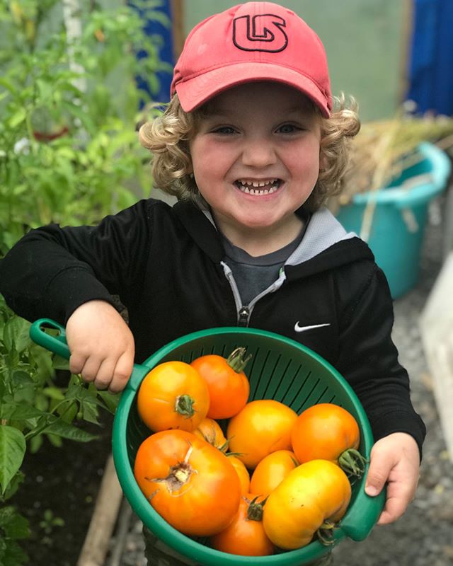 Old German Heirloom Tomatoes harvested by our lil&rsquo; helper.
.
.
.
#tomatoes #heirloomtomatoes #nospray #growyourown #raisingboys #salsa #greenhouse