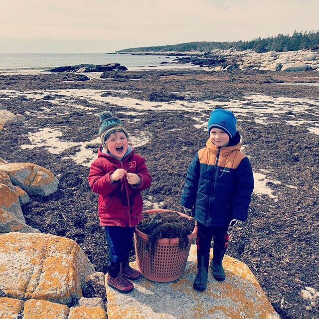 The boys helping with seaweed gathering
