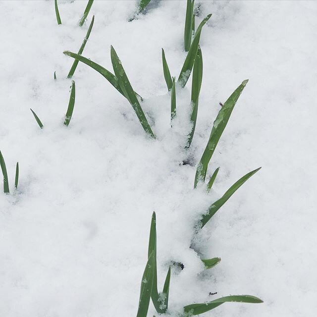 Garlic peaking through the blanket of snow today! 🧄 .
.
.
.
.
#garlic #sprayfree #growyourown #spring #novascotia