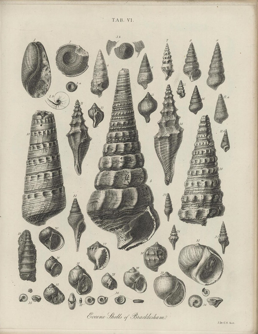 More old stuff from Britain. Specimens from a book of English fossil finds. To some degree like the spearheads above, a stone wall built from tiny pebbles and varied rocks, mortared with negative space. "Eocene Shells at Bracklesham" from The Geology and Fossils of the Tertiary and Cretaceous Formations of Sussex, by Frederick Dixon . 1850. This (and a thousand other printed pictorial excavations) at the wonderful blog Bibliodyssey .
