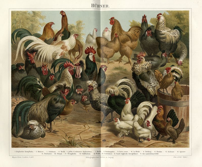 illustrator uncredited, Hühner(Chicken Breeds), Meyers Lexicon, 1894