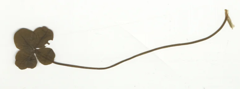 The four-leaf clover stuck between pages 562 and 563. 