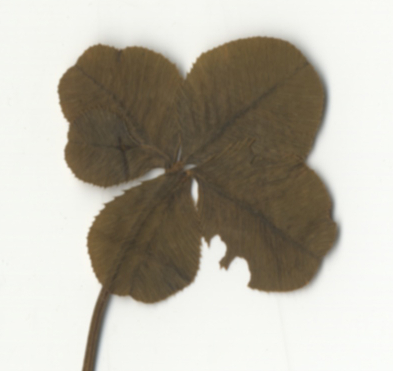 Detail, four-leaf clover.