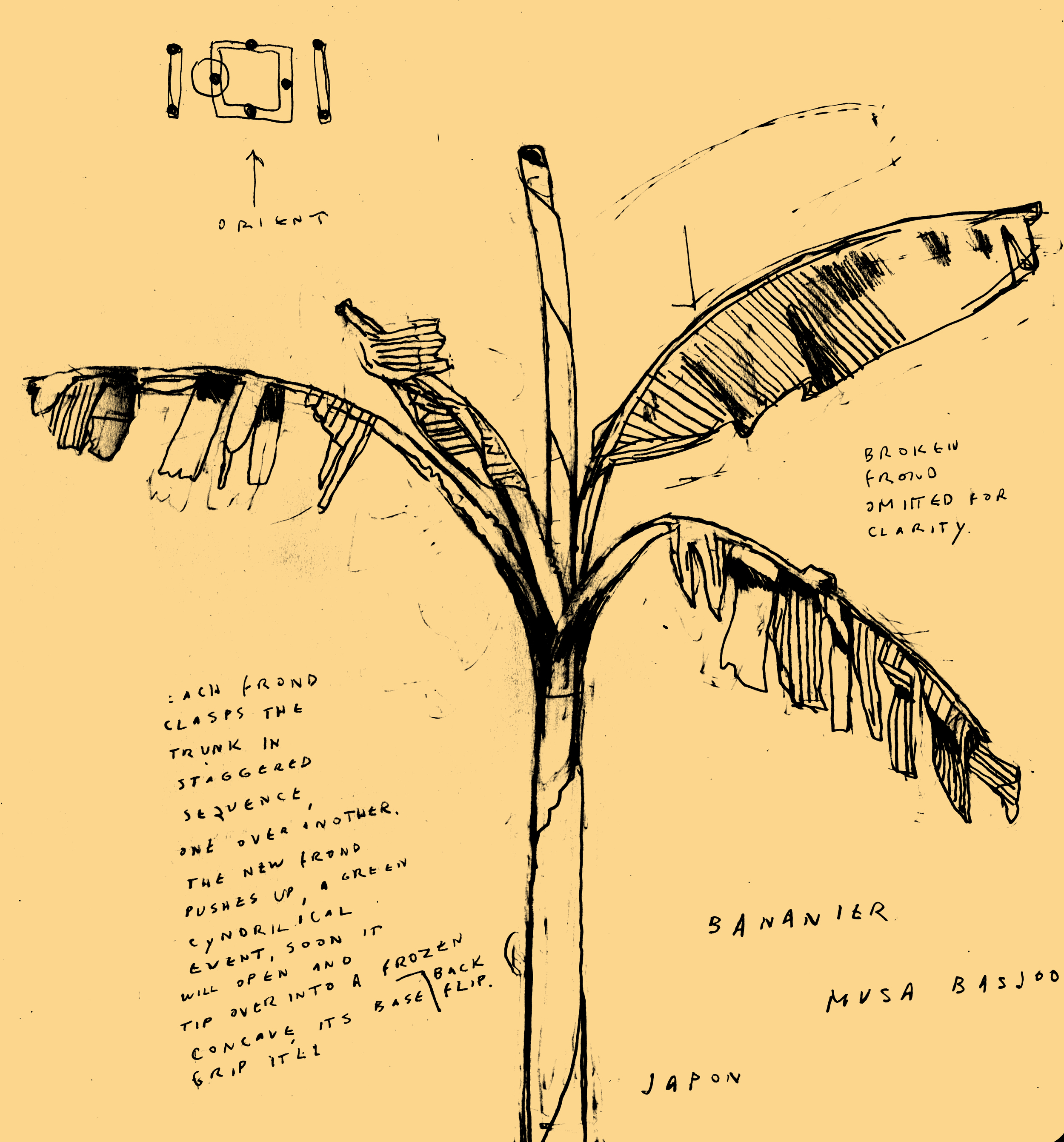 D.B. Dowd, Japanese Banana, Jardin des Plantes, Paris . 2013.I spent October holed up in an underground bunker (on a TVA lake in Alabama) finishing a book I've been pondering for a dozen years, began writing in 2009, and substantially completed during my Parisian interlude, summer 2013. The last step was to expand, resolve and button up the project. Stick Figures: Symbolic Drawing in the Digital Age will see print in the next year or so: details to come. This drawing figures in Chapter 6. 