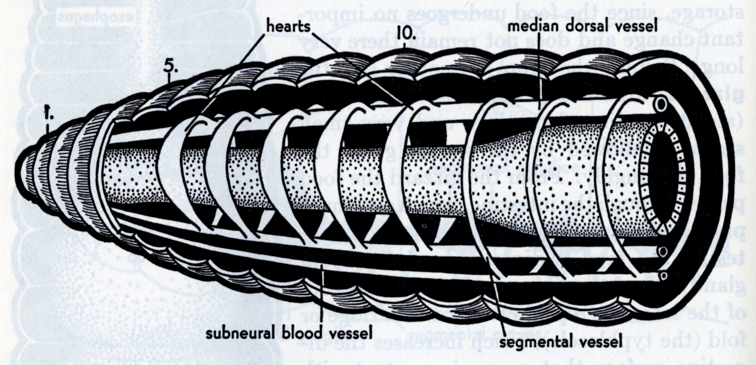 Elizabeth Buchsbaum, Animals Without Backbones (2nd edition). Cutaway diagram inside a worm.