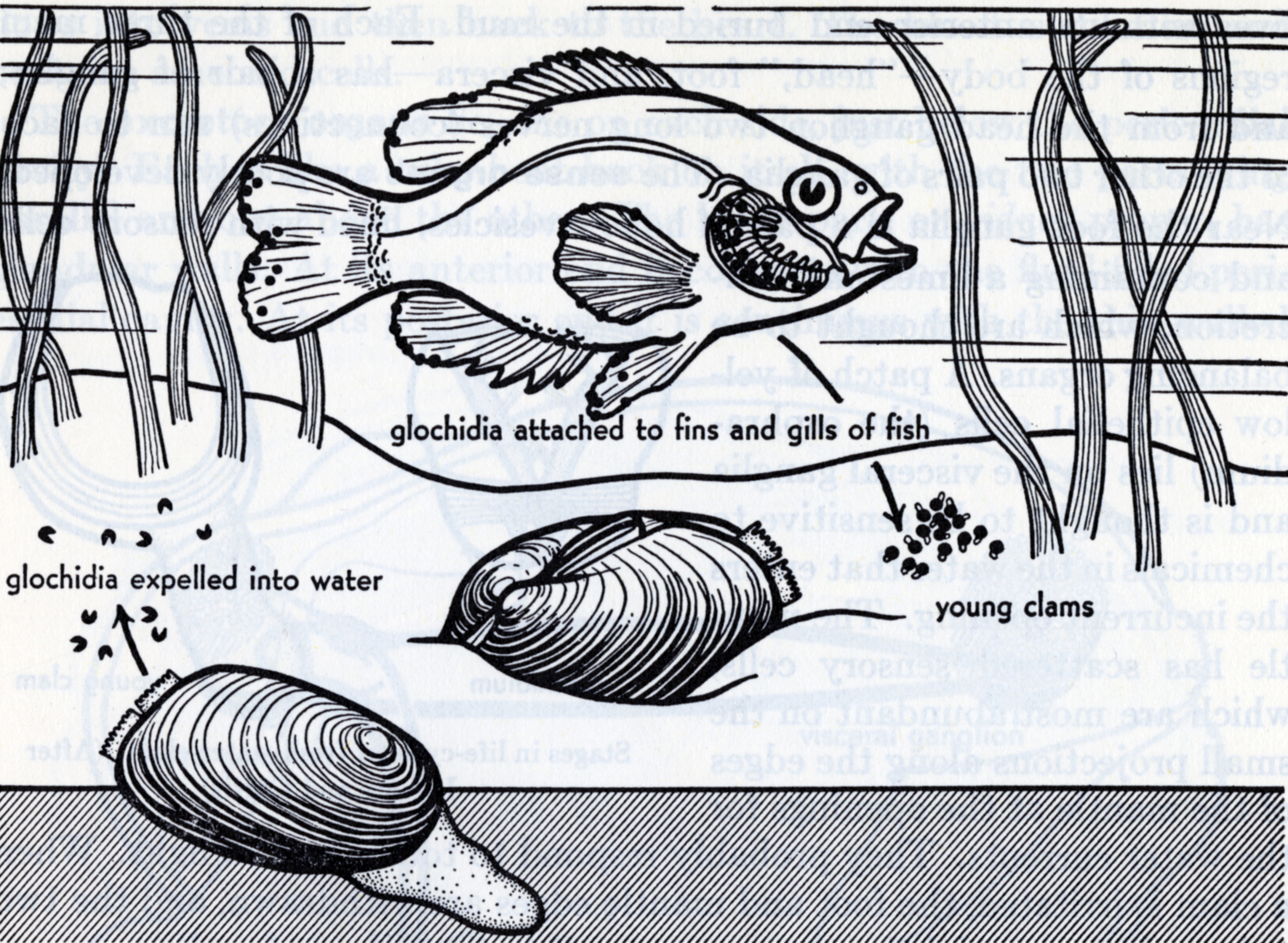 Elizabeth Buchsbaum, Animals Without Backbones (. Illustration of the parasitic life cycle of a freshwater clam.