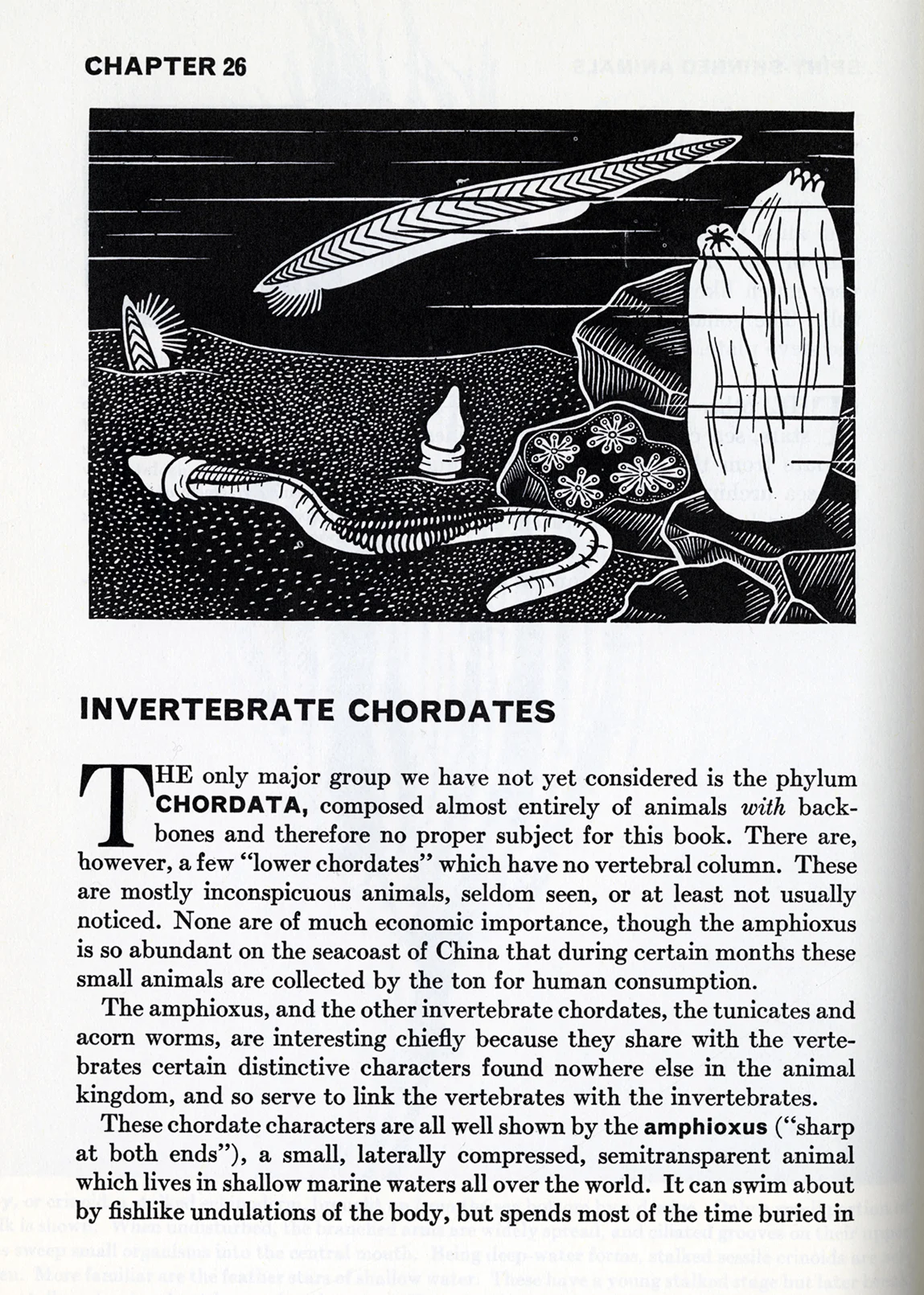 Elizabeth Buchsbaum, Animals Without Backbones. Invertebrate Chordates, chapter header illustration. 