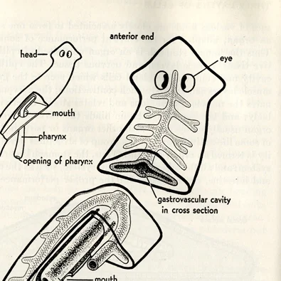 Elizabeth Newhall (Buchsbaum)