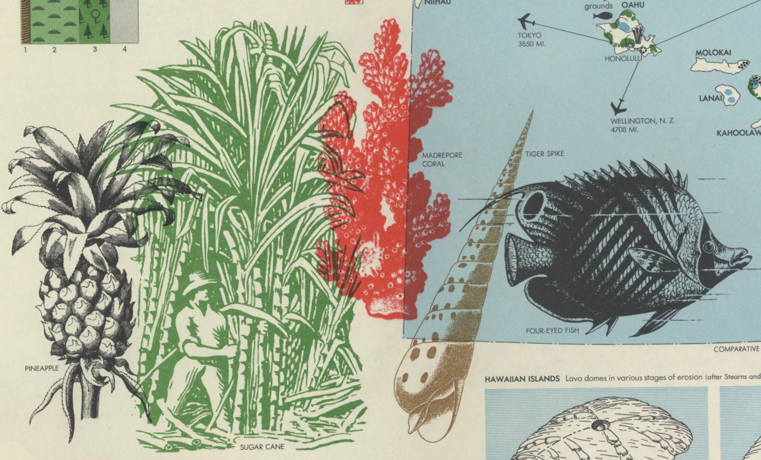 World Geographic Atlas, designed by Herbert Bayer. Published by the Container Corporation of America (CCA) in 1953. This is a breathtakingly beautiful book. Bayer was a Bauhaus graphic designer relocated to the States. This particular image shows flora and fauna of the Hawaiian Islands. The items overlap but retain their integrity through color and contrast. An approach which all but eliminates an implied “container” for the illustrations (contrast, for example, with the French vocabulary words). This is a fragment of a large page, dense with information but intelligently placed.