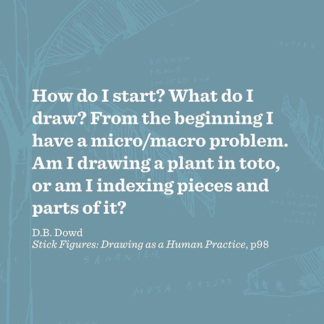 Stick Figures, Chapter 5. A narrative about drawing a Japanese banana plant in France, and a sustained reflection on observation and the process of coming-to-know. Plato, Aristotle, Ruskin at his bitchiest 1 of 2