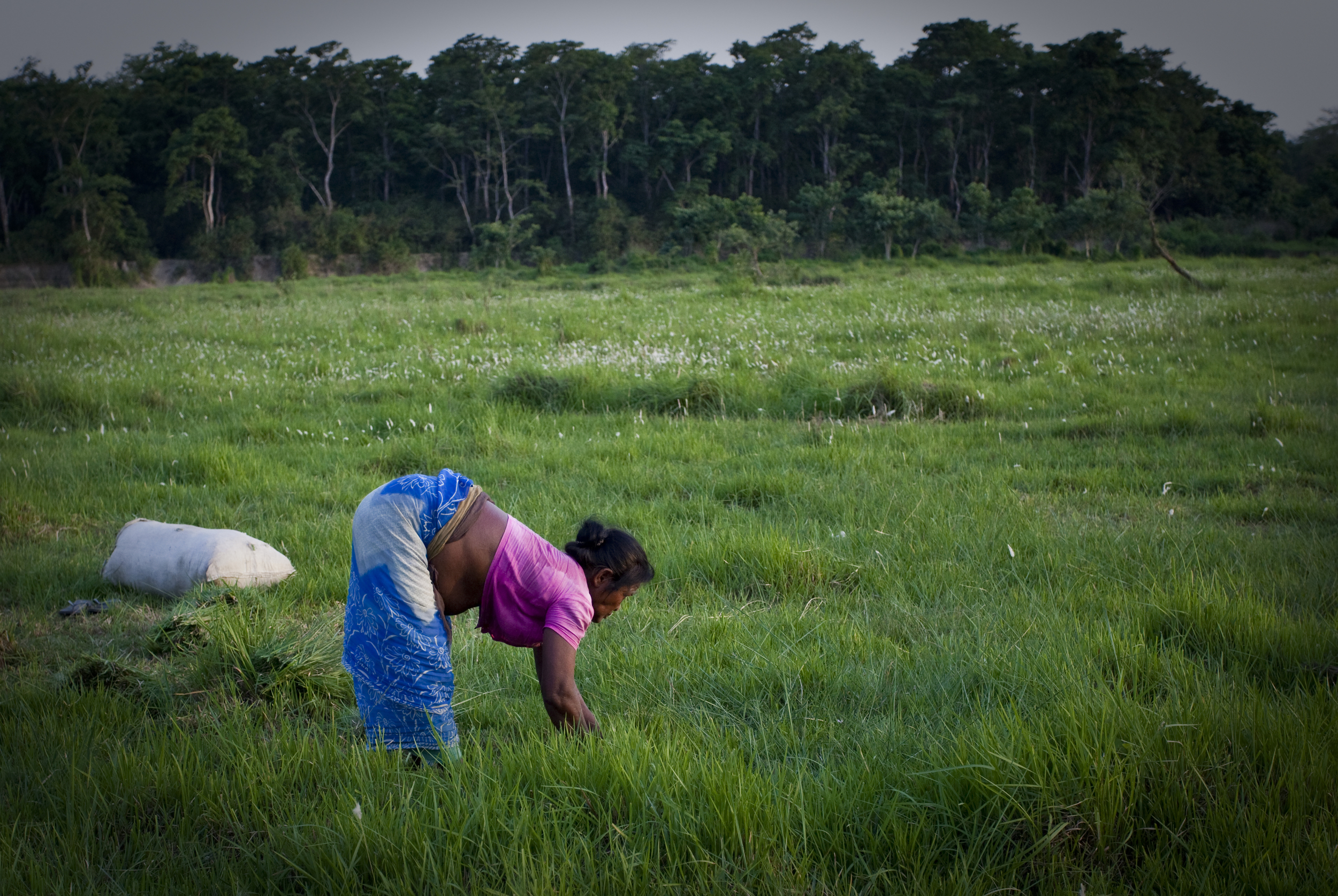 Working in the Chitwan Fields