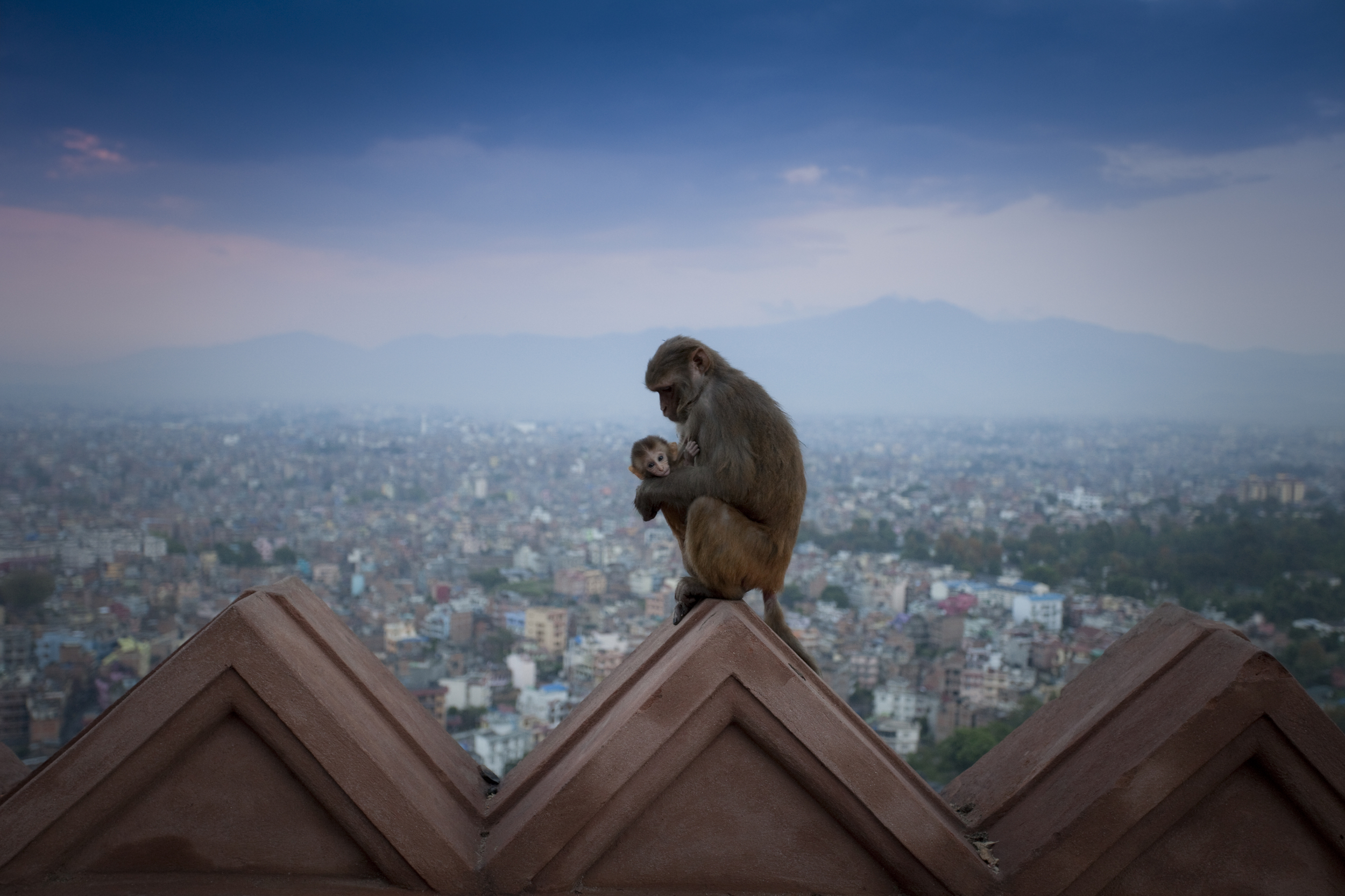nepal_monkey_and_baby.jpg