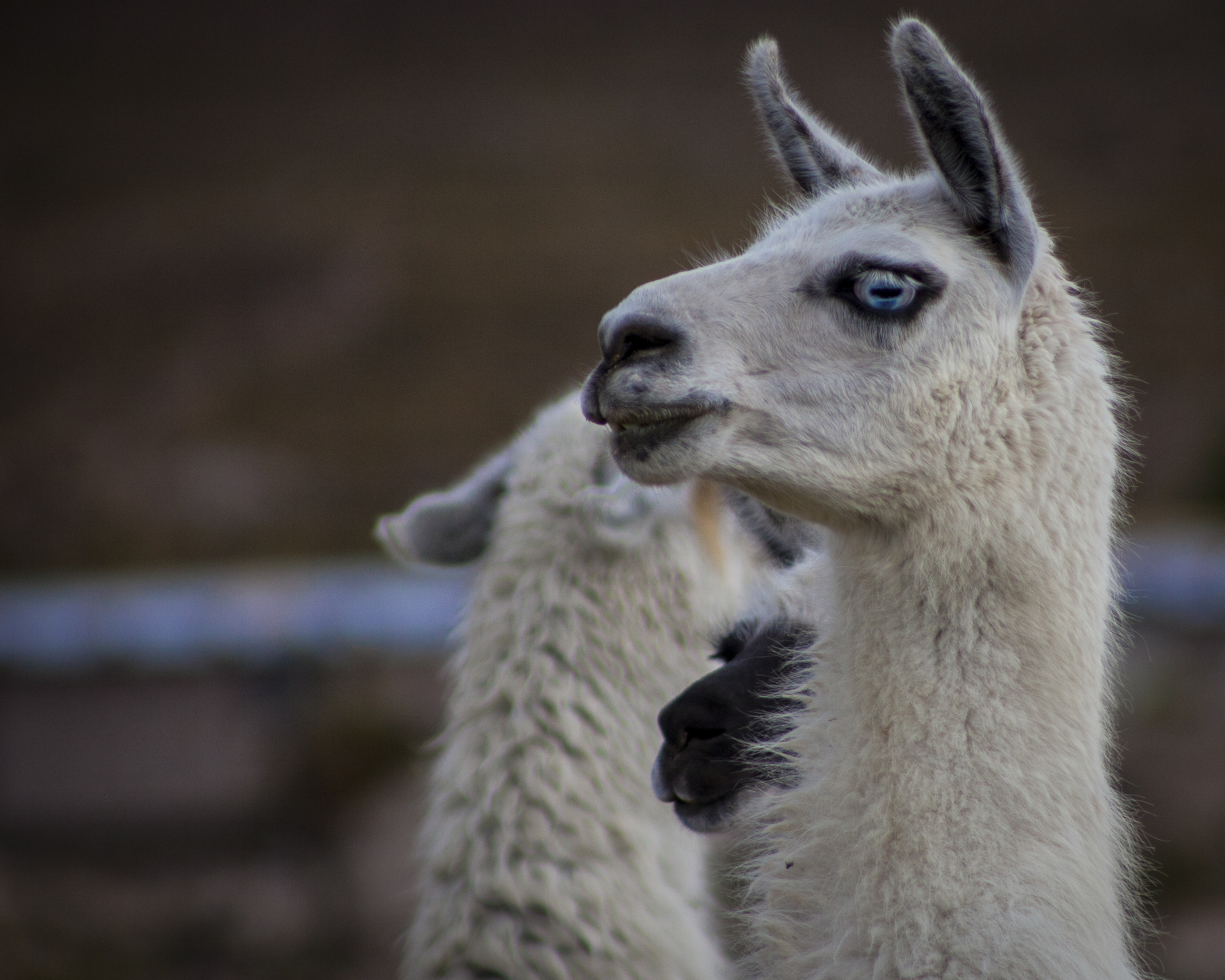 bol blue eyes llama 8x10.jpg