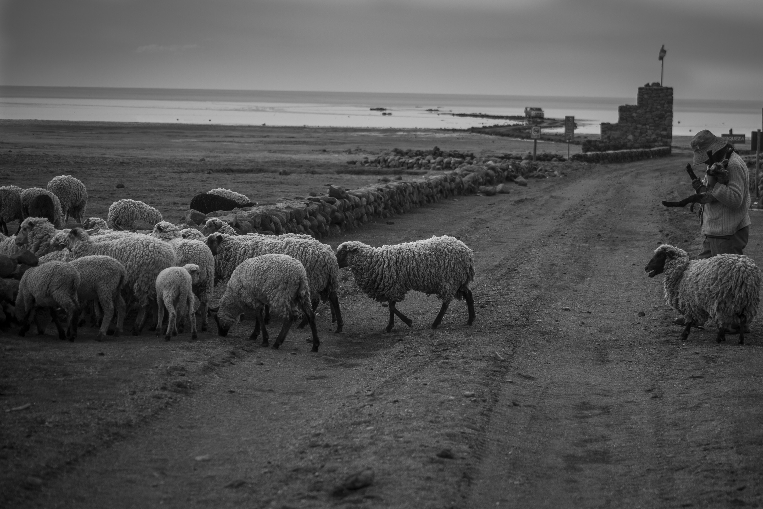 bol sheep herder with baby sheep bw 4x6.jpg