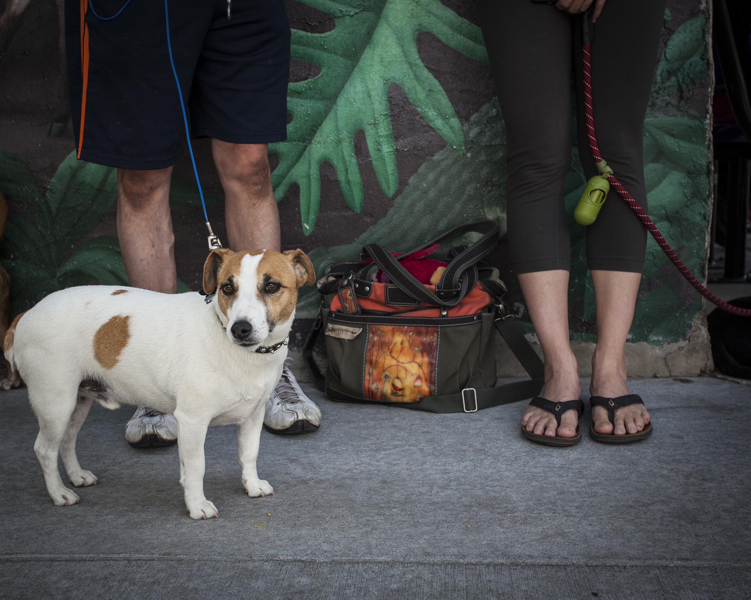 jack russell 8x10-1.jpg